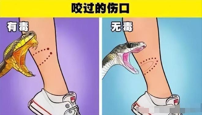 院迷惑操作家属接连发声已成立调查组尊龙凯时APP游客蛇伤致死后续！医(图21)